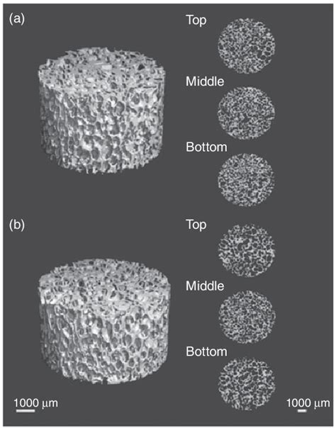 Figure From Osteoinduction Of Stem Cells By Collagen Peptide