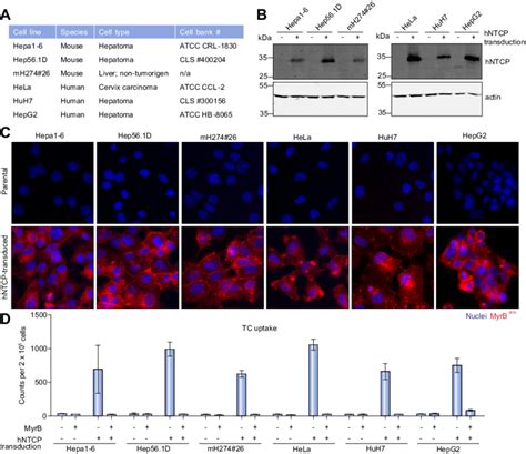 Establishment Of Stable Hntcp Expressing Mouse And Human Cell Lines