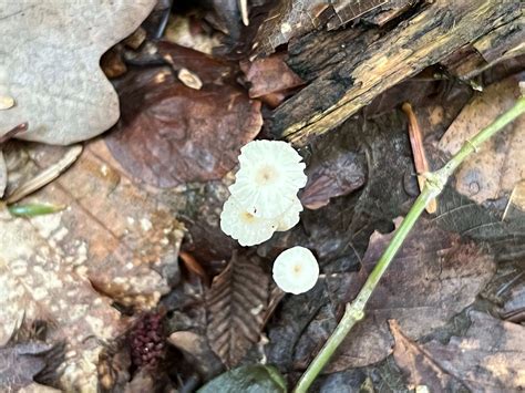 Marasmius Bulliardii The Ultimate Mushroom Guide