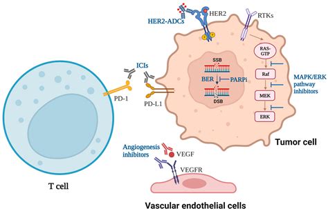 Cancers Free Full Text Immune Checkpoint Inhibitors Combined With Targeted Therapy The