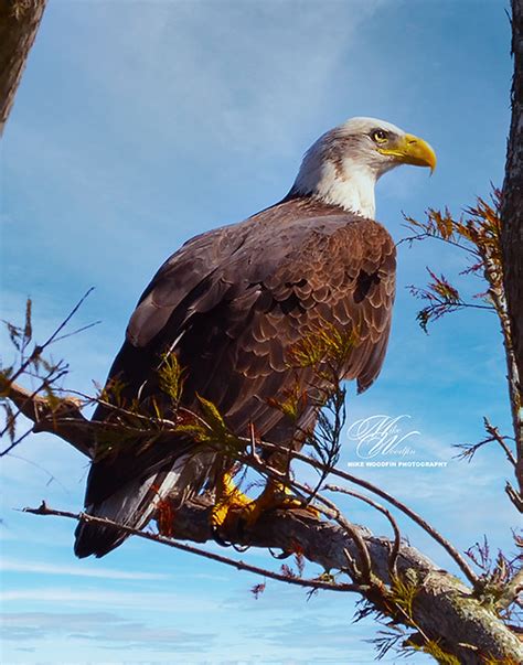 Eagle Circle B Bar Reserve Lakeland Fl Mike Woodfin Flickr