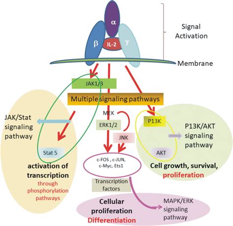 Color Online Only Drawing Illustrating The Major Signaling Cascades