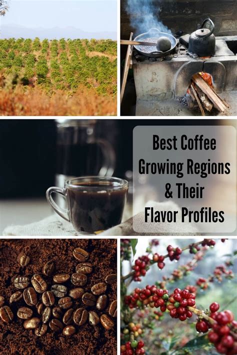 The World’s Best Coffee Growing Regions & Their Flavor Profiles