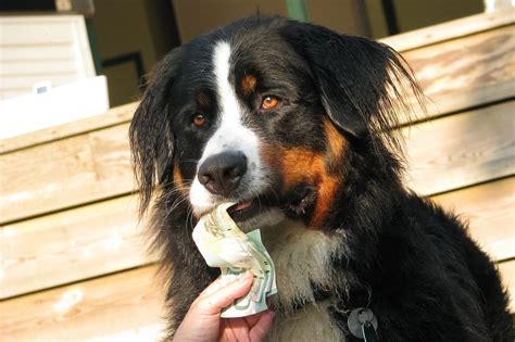 Pictures Of Cute Dogs With Money Popsugar Pets