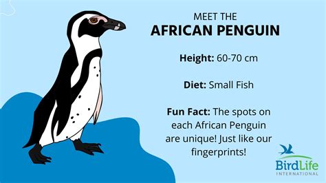 African Penguin Habitat Facts