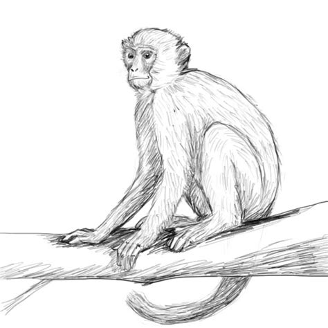 How To Draw A Realistic Monkey Face