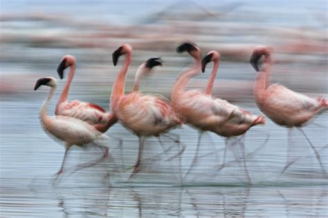 Lesser Flamingos In Motion Lake Nakuru National Park Kenya Northern