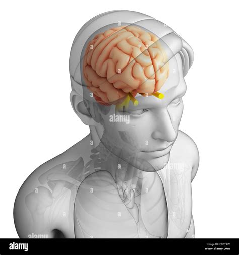 Ilustraci N De La Anatom A Del Cerebro Humano Fotograf A De Stock Alamy