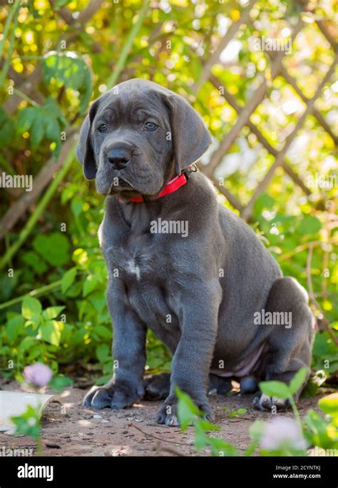 Gray Great Dane Dog Puppy Outdoor Stock Photo Alamy