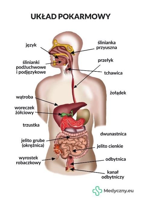 Plansza Anatomiczna Uk Ad Pokarmowy Medyczny Eu Erli Pl