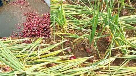 Unseasonal Rain काल इथे शेती होती कांदा गेला डाळींब गेले