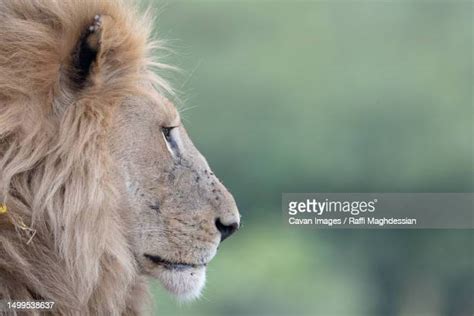 Male Lion Profile Photos And Premium High Res Pictures Getty Images