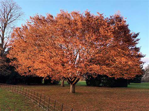 Zelkova Serrata Trees And Shrubs Online