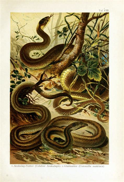 Snakes Vintage Art Poster Free Stock Photo - Public Domain Pictures