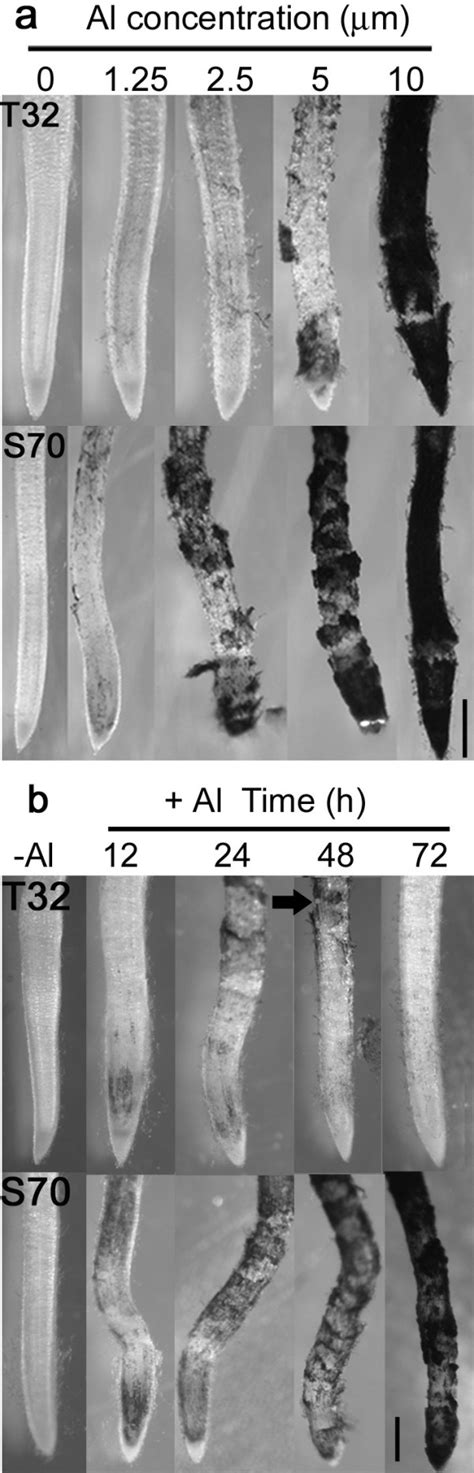 Al Accumulation In M Truncatula Root Apices A Hematoxylin Staining