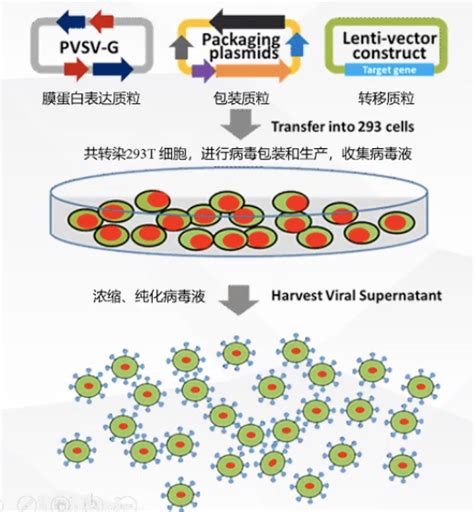 慢病毒慢病毒包装服务实验服务丰晖生物【官网】细胞购买稳转株原代细胞病毒包装质粒购买载体构建orf基因cdna基因中国