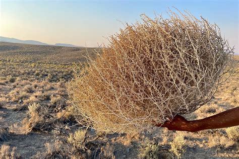 Xl Size Tumbleweed Natural Desert Tumbleweeds Extra Large Size Etsy