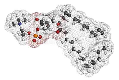 Molécule Tensioactif Pulmonaire Structure Chimique De Dppc De