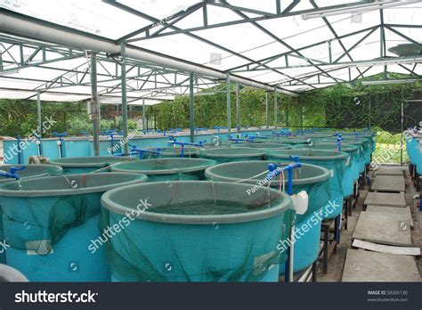 Agriculture Aquaculture Water System Farm Stock Photo 58305130