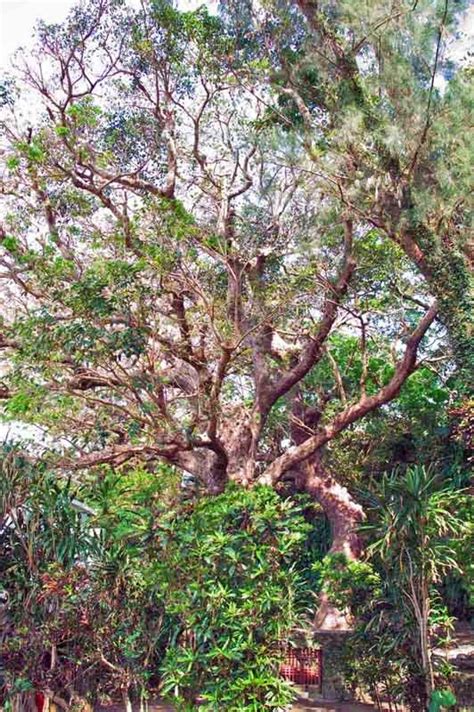 Ryukyu Life Chasing The Sacred Trees Of Okinawa And Tracing The Roots