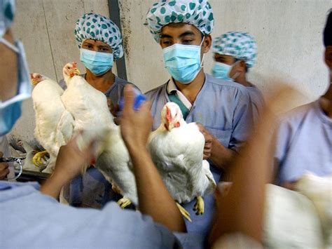 H5n1 Bird Flu Symptoms Causes And Diagnosis