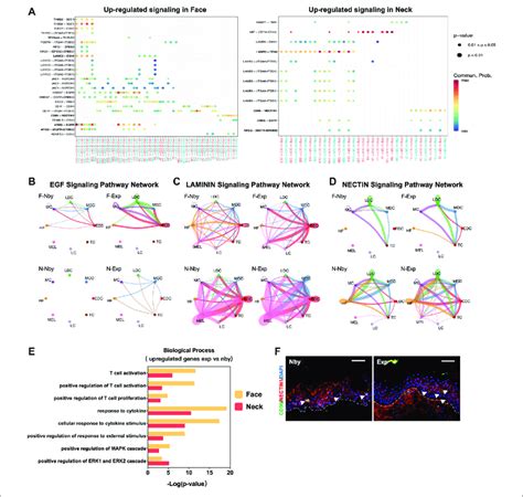 Intercellular Ligand Receptor Prediction A Visualization And Download Scientific Diagram