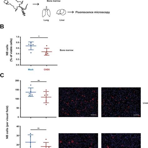 CHD5 Is A Tumor Suppressor In NB Cell Lines With 1p Loss A NB Cell