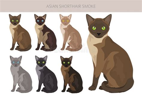 Asian Shorthair Smoke Cat Clipart All Coat Colors Set Stock Vector