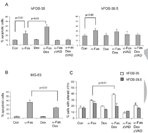 Dexamethasone Affects Fas Induced Apoptosis Of Pre Osteoblastic Cells