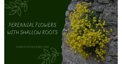 Perennial Flowers With Shallow Roots Harvest Indoor