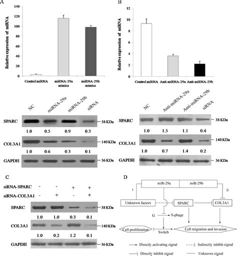 Mir 29a B Target The Sparc Col3a1 Pathways In Npc Cells A B S18 Download Scientific Diagram