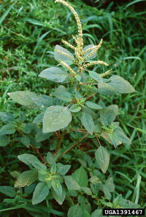 Amaranthus spinosus - Alchetron, The Free Social Encyclopedia