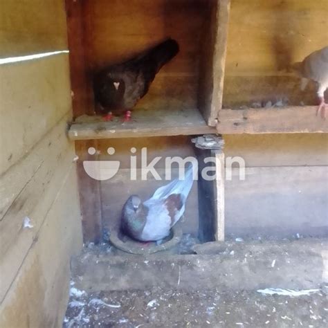 Pigeons In Kamburupitiya Ikman