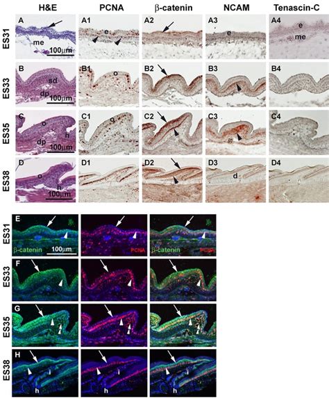 Development of scales in P. muralis embryos. (A)−(A4) Developing... | Download Scientific Diagram