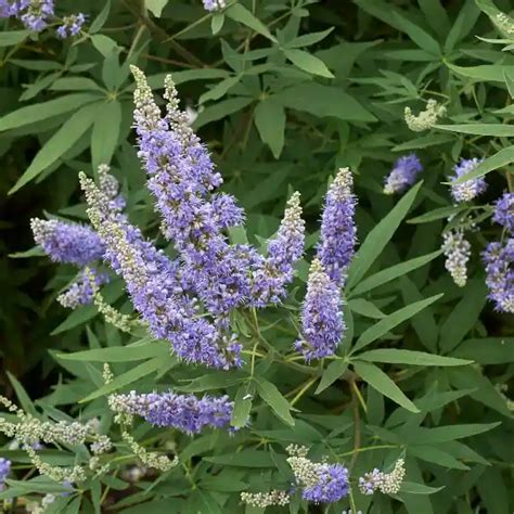 Sauzgatillo Vitex Agnus Castus Equisalud