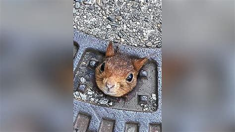 Eichhörnchen im Gullydeckel wird von Feuerwehr gerettet