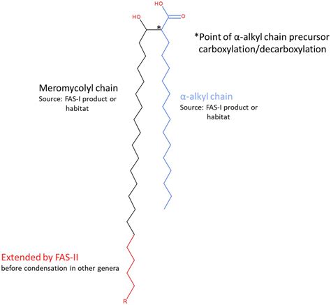 Frontiers Phylogenomic Reappraisal Of Fatty Acid Biosynthesis Mycolic Acid Biosynthesis And