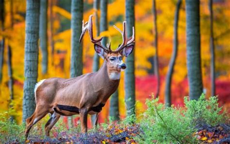 Pennsylvania Deer Season 2023 2024 Important Checklist For Preparation Deerseason