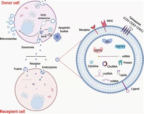 Evs Function As Cell Communication Target Cells Absorb Evs By Download Scientific Diagram