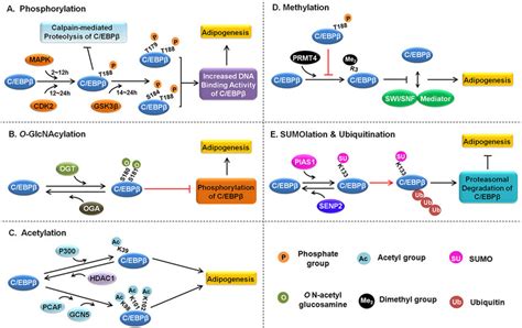 The Ptms Of C Ebp During Adipogenesis A Phosphorylation C Ebp Is