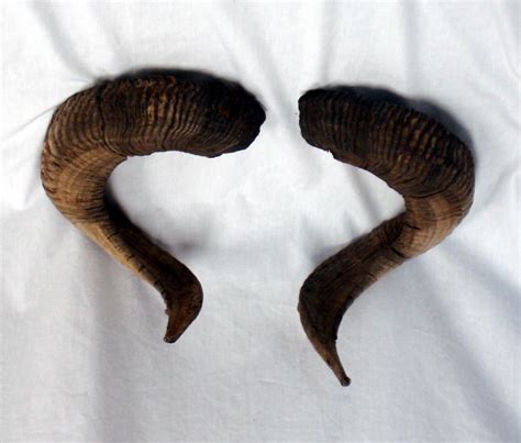 Curved Horns