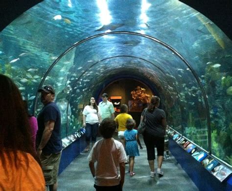 Aquatic Adventure for Families: Audubon Aquarium of the Americas