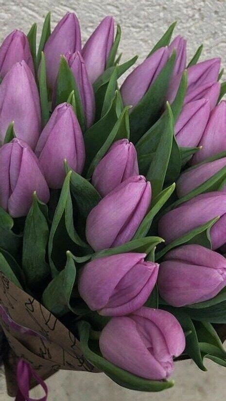 Pin by Aesthetics on Flowers 💐 | Purple flowers, Purple tulips, Tulips