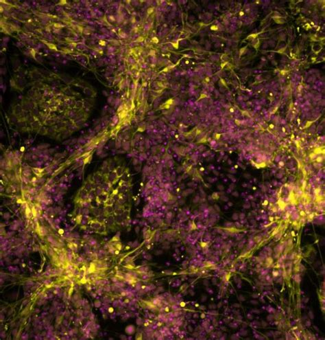 Fluorescently Labelled Mutant IMAGE EurekAlert Science News Releases