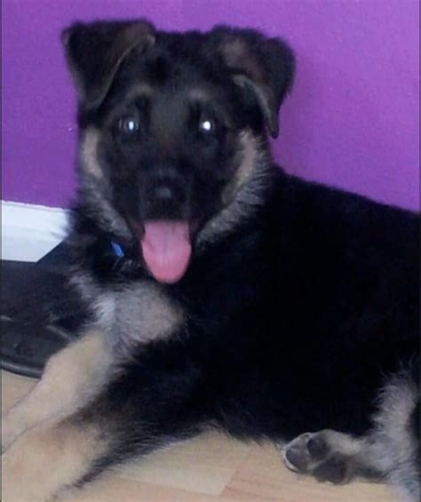 is she Belgian/German shepherd mix - German Shepherd Dog Forums