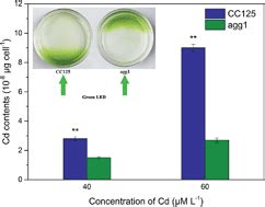 Sensitivity Of Chlamydomonas Reinhardtii To Cadmium Stress Is