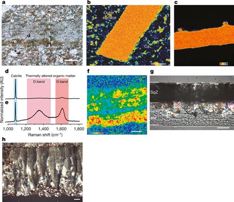 Analytical Data From Modern And Fossil Eggshells A B Aenigmaoolithus