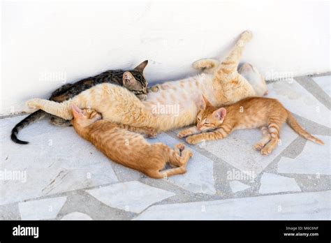 Kittens with mom relaxing and sleeping Stock Photo - Alamy