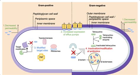 Schematic Representation Of Gram Positive And Gram Negative