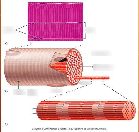 Skeletal Muscle Fiber Diagram Quizlet